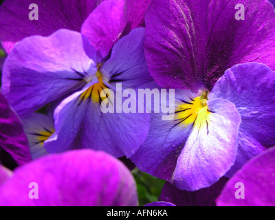 Nahaufnahme von lila Stiefmütterchen Stockfoto