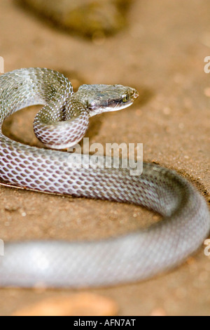 Weißlippen Schlange Crotaphopeltis Hotamboeia in Tansania Stockfoto