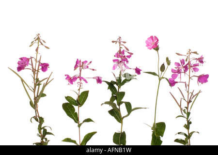 Rosebay Weidenröschen und Red Campion (Epilobium Angustifolium, Silene Dioica Syn Melandrium Rubrum) Stockfoto