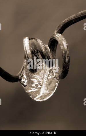 Gefrorenen Regentropfen am Weinstock Stockfoto