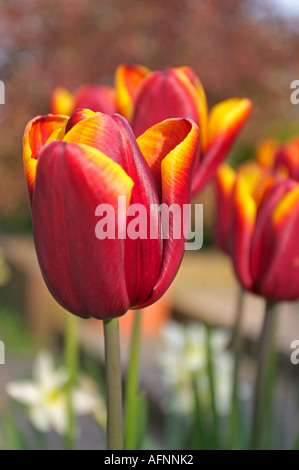gemeinsamer Garten Tulpe Tulipa gesneriana Stockfoto