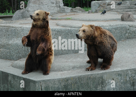 Bären, öffentlichen, street-Zoo, Praga Polnoc, Polska, Warschau, Warszawa, Polen Stockfoto