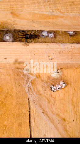 Spinne machen Nest im Gartenhaus Stockfoto