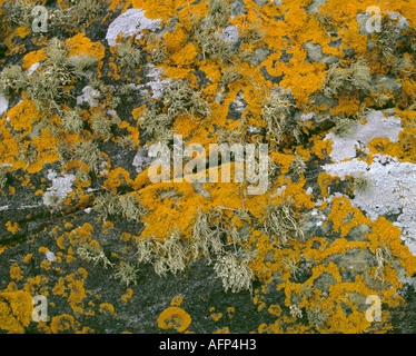 Flechten wachsen auf einem Felsen; Meer-Elfenbein (Ramalina Siliquosa) und Caloplaca Thallincola. Stockfoto