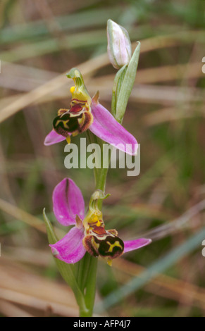 Biene Orchidee (Ophrys Apifera) auf Sanddünen von Anglesey, North Wales, UK. Stockfoto