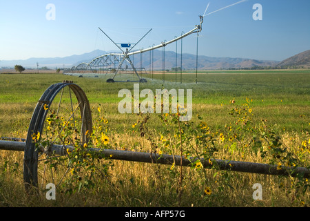 Drehmittelpunkt Bewässerung in der Rasenfläche, Nevada Stockfoto