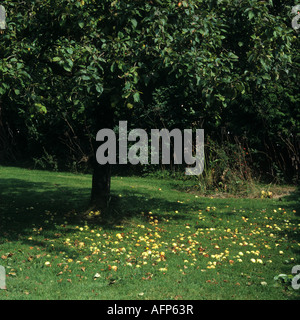 Fallobst unter einer großen alten Apfelwein Apfelbaum Devon Stockfoto