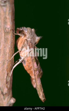 Winkel-Farbtöne Motte (Phlogophora Meticulosa der Familie Noctudae, Sub-Familie Amphipyrinae). Stockfoto
