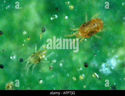 Zwei gefleckte Spinnmilbe Tetranychus Urticae weiblich und männlich auf Gurtband über ein Blatt Stockfoto