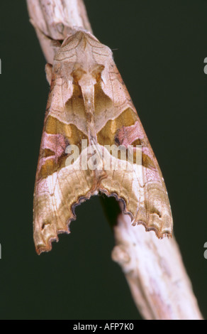 Winkel-Farbtöne Motte (Phlogophora Meticulosa, Familie Noctudae, Sub-Familie Amphipyrinae). Stockfoto