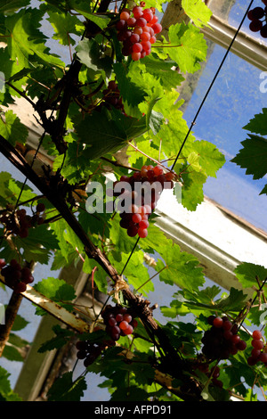 Die Trauben der roten Trauben wachsen in das Gewächshaus eines Weinbergs Stockfoto