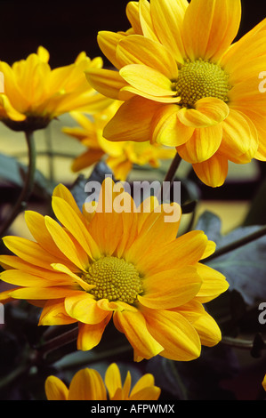 Mehrere gelbe Gold orange Chrysanthemen vor einem dunklen Hintergrund mit Fenster Schatten und mehrere aus Fokus Blüten Stockfoto