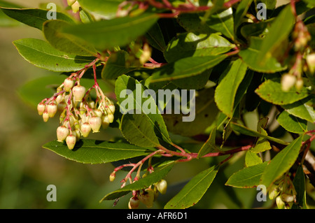 Erdbeerbaum Arbutus Madrid Rubra Stockfoto