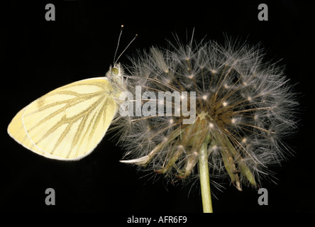 Grüne veined White Butterfly Pieris napi Stockfoto