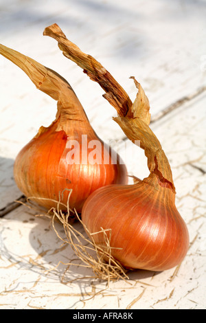 Zwei Zwiebeln Zwiebel Stuttgarter verschiedene flache Zwiebel Stockfoto