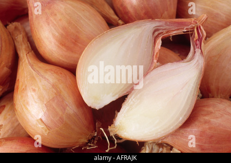 Allium Cepa var. Aggregatum "Mikor" (Schalotte) Jersey halbe long-Typ. Nahaufnahme von Glühbirnen, eine aufgeschnitten. Stockfoto