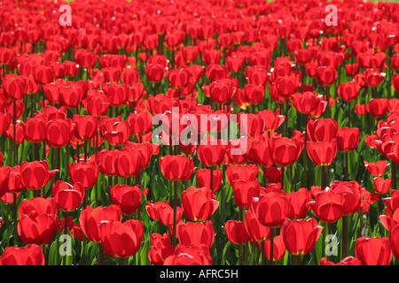 Frühling Blumen Tulpen rote Blüten, blühen Stockfoto