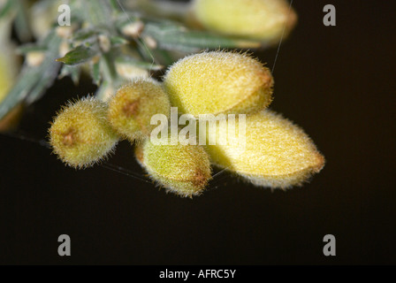 Makro-Bild der Ginster vor der Blüte Stockfoto