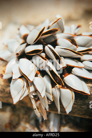 Gestielt Seepocken, aka Gans Seepocken und Schwanenhals Seepocken auf Coral Beach auf der Insel Palau Perhentian Kecil in Malaysia Stockfoto