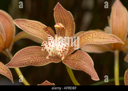 Cymbidium Tracyanum X Stourbridge Stockfoto