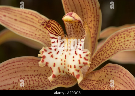 Cymbidium Tracyanum X Stourbridge Stockfoto