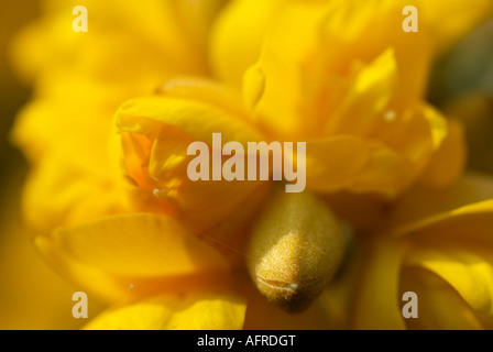 Makro-Bild von Ginster Blumen Stockfoto