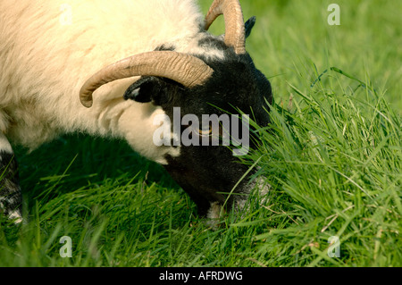 Swaledale Ewe Weiden auf üppigen Sommer Rasen im Abendlicht Devon Stockfoto