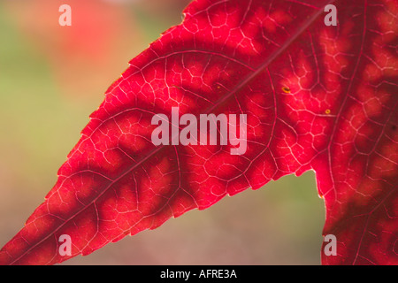 Blatt eines Baumes Amberbaum Stockfoto