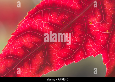 Blatt eines Baumes Amberbaum Stockfoto