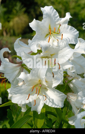 Königliche Lilie Lilium regale in weiße Blume mit Blütenknospen Stockfoto