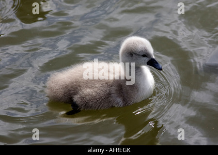 Einsamer Cygnet Baby Swan River Stour Sudbury Suffolk England schwimmen lernen Stockfoto