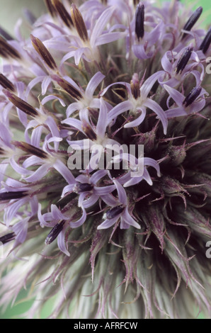 Echinops Tienschanicum (Globe Distel) Nahaufnahme Blume Rundkopf mit kleinen blauen und weißen Blüten drauf. Stockfoto