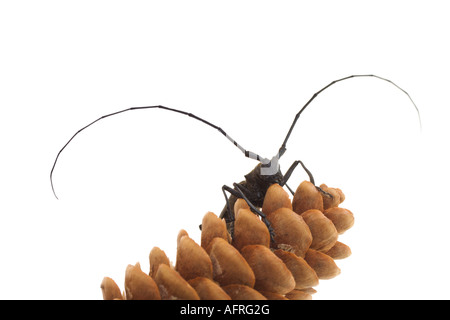 graue Käfer - Steinbock-Käfer mit langen Fühlern auf Kegel isoliert auf weiss Stockfoto