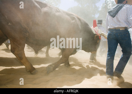 Die Oxherds Fahrt Ochsen durch Staubwolken, El Rocio Wallfahrt Stockfoto