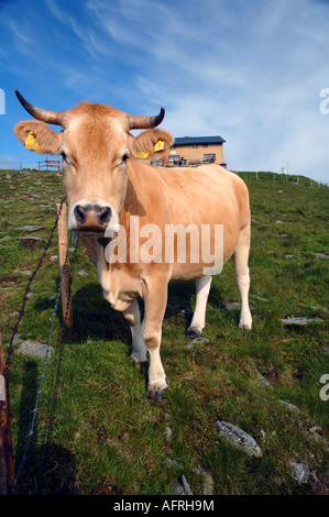 Kuh in der Nähe der Wetterkoglerhaus Hütte im Hintergrund auf dem Gipfel des Hochwechsel-Neiderosterrich-Niederösterreich Stockfoto