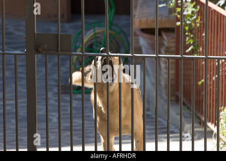 Hund bellen, privaten Grundstück, Barolo, Piemont, Italien Stockfoto