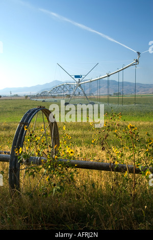 Drehmittelpunkt Bewässerung in Gras landwirtschaftliches Feld, Nevada Stockfoto