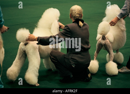 Die crufts Dog Show 1990 s National Exhibition Centre Birmingham UK. Standard weißer Pudel im Ring gezeigt, wettbewerbsfähige Hobby HOMER SYKES gezeigt wird Stockfoto