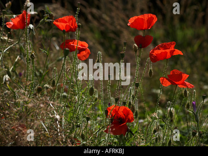 Papaver Rhoeas - gemeinsame Mohn Stockfoto