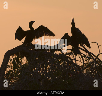 Neotropis Kormoran Phalacrocorax Brasilianus Pantanal-Brasilien Stockfoto