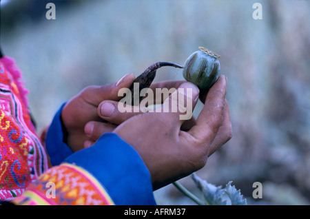 Scoring Mohn in Hmong Stammes Menschen, Meo Dorf. Farmer Mohn Anbau ländliche Golden Triangle Nord-Thailand. 90er Jahre. HOMER SYKES. Stockfoto