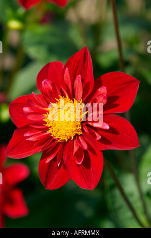 Dahlie Don Hill Stockfoto