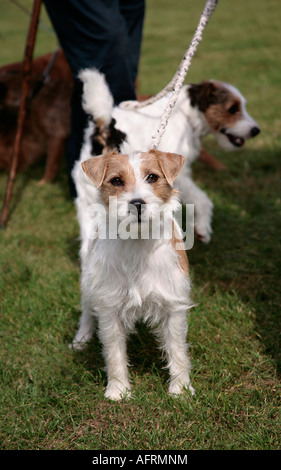 Grob beschichteter Jack Russell Terrier auf Blei, der auf Gras steht und die Kamera anschaut Stockfoto