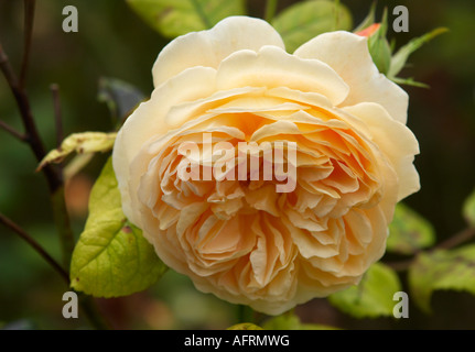 Rosa Kronprinzessin Margareta Auswinter Stockfoto