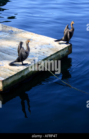 Kormoran Phalacrocorax Auritius im Hafen von Halifax, Nova Scotia, Kanada.  Foto: Willy Matheisl Stockfoto