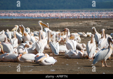 Weiße Pelikane Pflege und putzen sich am Ufer des Lake Nakuru Lake Nakuru National Park-Kenia Stockfoto