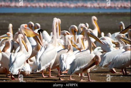 Weiße Pelikane Pflege und putzen sich am Ufer des Lake Nakuru Lake Nakuru National Park-Kenia Stockfoto