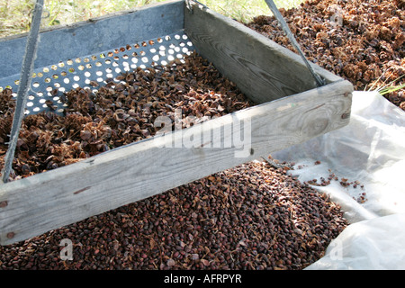 Muttern Trennung vom Boden sibirische Zeder Kegel. Größe von Nüssen wie Kaffeebohnen. Sehr lecker Muttern Stockfoto