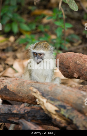 Baby-Vervet Affen führen Aethiops im Kilombero Valley Tansania Stockfoto