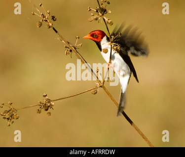 Rot-capped Kardinal Paroaria Gularis Pantanal-Brasilien Stockfoto